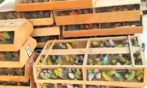 إعادة طيور مهربة إلى باكستان