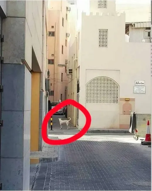 Stray dogs attack man in Manama