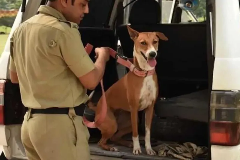 Bengaluru Police Are Adopting Stray Dogs To Be Trained As Guard Dogs And It's Heartwarming!