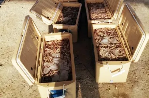 180 kg of shrimp were seized from benthic trawls by Coast Guard