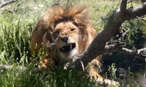 Animals find haven in Jordan