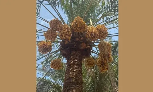 مشروع للزراعة الصحراوية يحقق إنجازاً بعد عامين من العمل باستخدام تقنيات ذكية