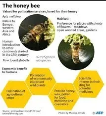 Scientists spy on booty-shaking bees to help conservation