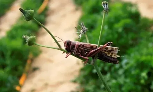 سرب من الجراد يدمر المحاصيل في سردينيا