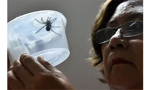 مفاجأة العنكبوت: الفلبين تصادر 750 عنكبوتاً مهرباً