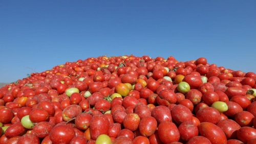 Britain facing tomatoes shortage after overseas harvests disrupted Britain facing tomatoes shortage after overseas harvests disrupted