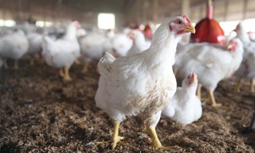 Saudi Arabia imposes temporary ban on bird import from Slovakia