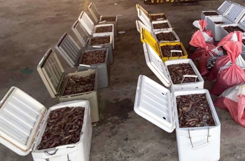 620 kg of shrimp were seized by the Coast Guard