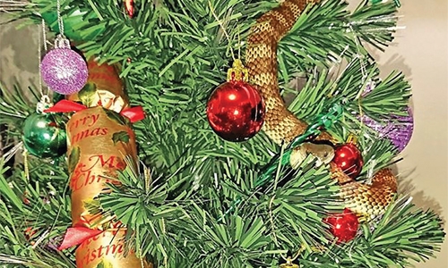 Snake disguises itself as tinsel on Christmas tree
