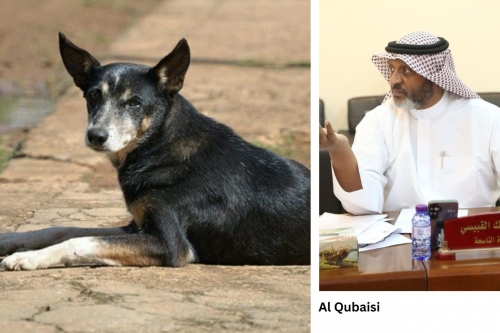 Call for urgent action over stray dog surge Call for urgent action over stray dog surge