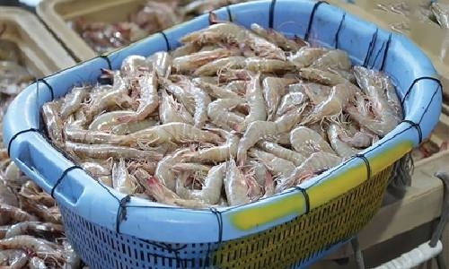 Coast guards arrest two men with 90kg of shrimp from Diraz