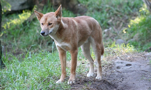 Dingo - The Australian Museum