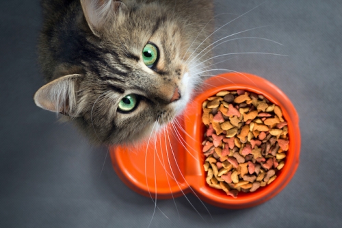 Metal Content in Pet Food: What Owners Need to Know Metal Content in Pet Food: What Owners Need to Know