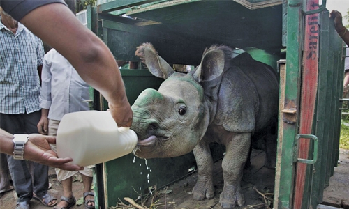 Rhino calves survive monsoon floods in India, sent to zoo 