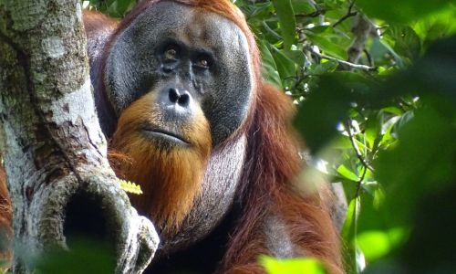Self-care: Orangutan seen apparently treating wound