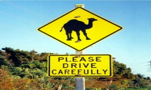 Five killed in freak camel accident on Saudi Arabia highway