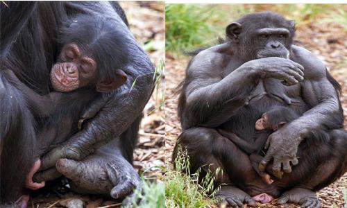 Pregnant chimp adopts orphan in 'unheard of' act