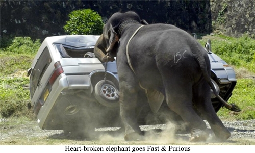 Heart-broken elephant goes Fast & Furious