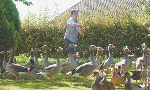French ducks allowed to keep quacking...