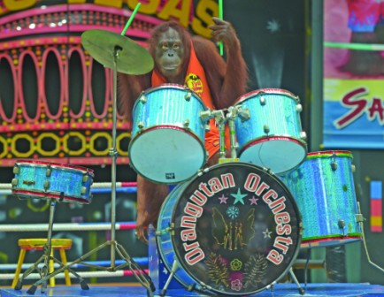 Boxing orangutans a throwback as Thailand warms to animal rights Boxing orangutans a throwback as Thailand warms to animal rights