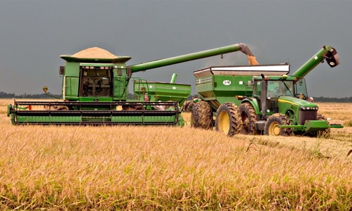 China approves US rice imports China approves US rice imports