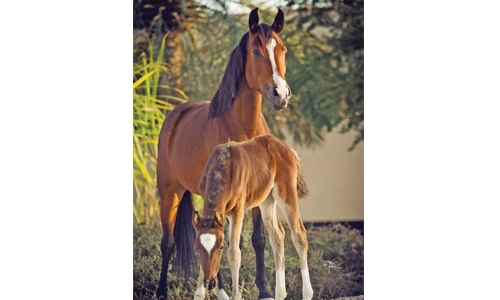 Bahrain to host  WAHO  conference 