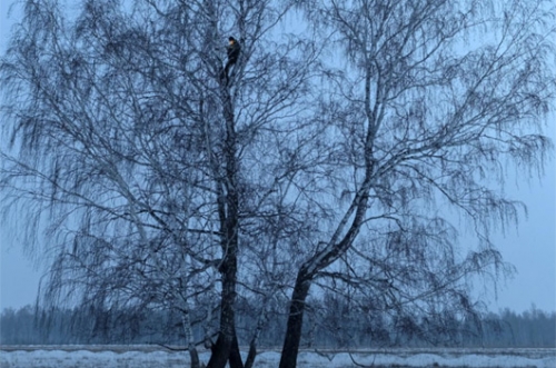 Siberian student scales birch tree for internet access as classes move online