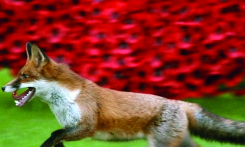 London serial cat killer turns out to be a fox London serial cat killer turns out to be a fox