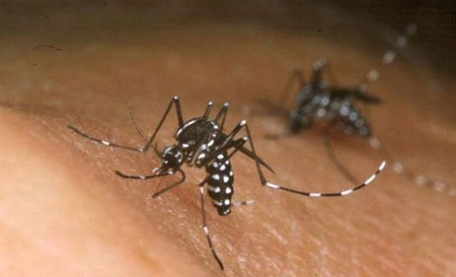 Bahrain free of Zika virus disease