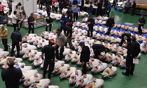 First tuna auction at Japan’s ‘new Tsukiji’ market First tuna auction at Japan’s ‘new Tsukiji’ market