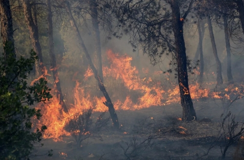 Algeria wildfires leave over 100 hospitalised, damage 150 homes Algeria wildfires leave over 100 hospitalised, damage 150 homes