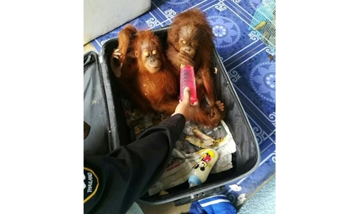 Man stopped on Thai border with orangutans, tortoises, raccoons