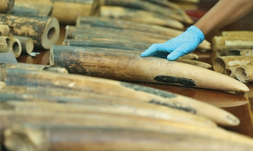Chinese ban on ivory sales goes into effect