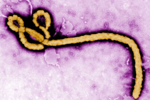 WHO declares international emergency as Ebola outbreak kills more than 80