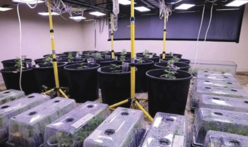 Appeals Court Jails Five for Running Secret Marijuana Farm in Bahrain