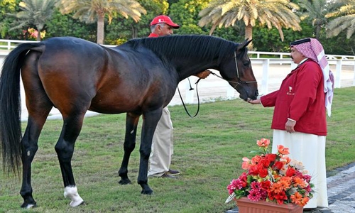 Stage set for 11th Bahrain National Day Arabian Horse Show 