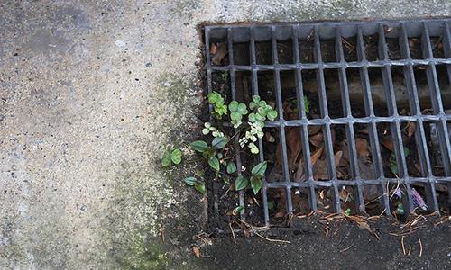 Japanese man hid in gutter to peep up skirts