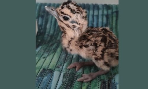 Novel hatchling raises hopes for endangered Indian bustard Novel hatchling raises hopes for endangered Indian bustard