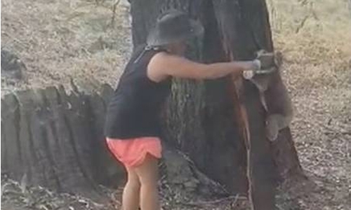 Thirsty Koala in extreme Australian heatwave melts hearts 