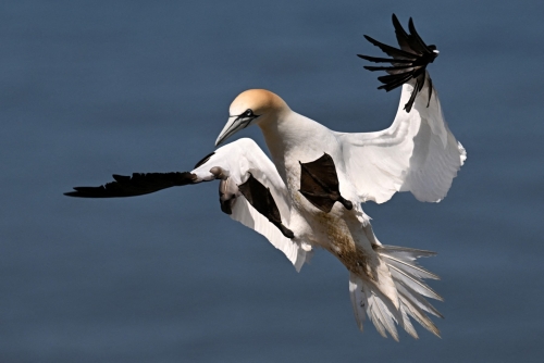 Centuries-Old Scottish Gannet Hunt Suspended Over Conservation Fears