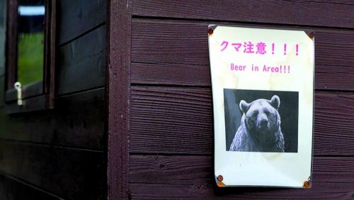 ‘Extremely intelligent’ bear at large in Japan after hurting four ‘Extremely intelligent’ bear at large in Japan after hurting four