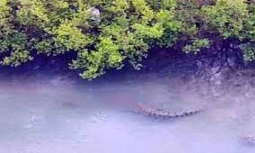 Boy eaten alive by crocodile in front of his father in Malaysia
