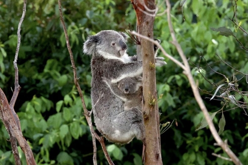 Moderate Heat Poses Growing Threat to Koalas, Study Finds Moderate Heat Poses Growing Threat to Koalas, Study Finds