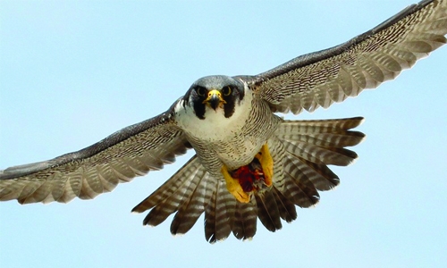 Falcon and Hunting Contest