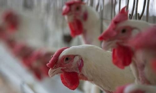 US reports first human case of H5 bird flu