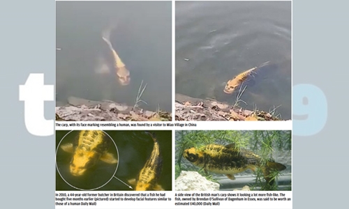 Something fishy: Fish with a “human face’ spotted in a pond! 