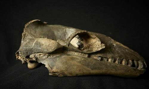 Ancient whales were predators not gentle giants - scientists