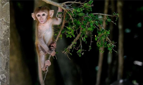 Monkey business: Macaque island draws tourists and criticism