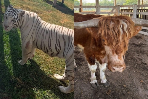 Tigers, Hyenas, and Camel Rescued in Raid on Mexican Fuel Smugglers Tigers, Hyenas, and Camel Rescued in Raid on Mexican Fuel Smugglers