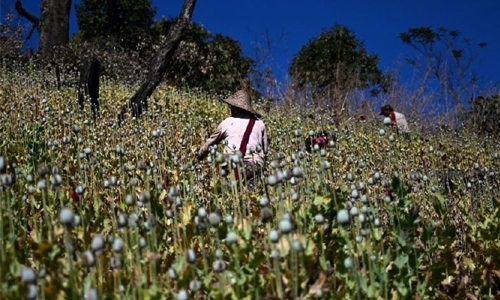 Myanmar’s opium farmers cling on to lucrative crop